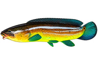 10in long Bowfin decal