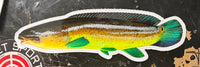 10in long Bowfin decal