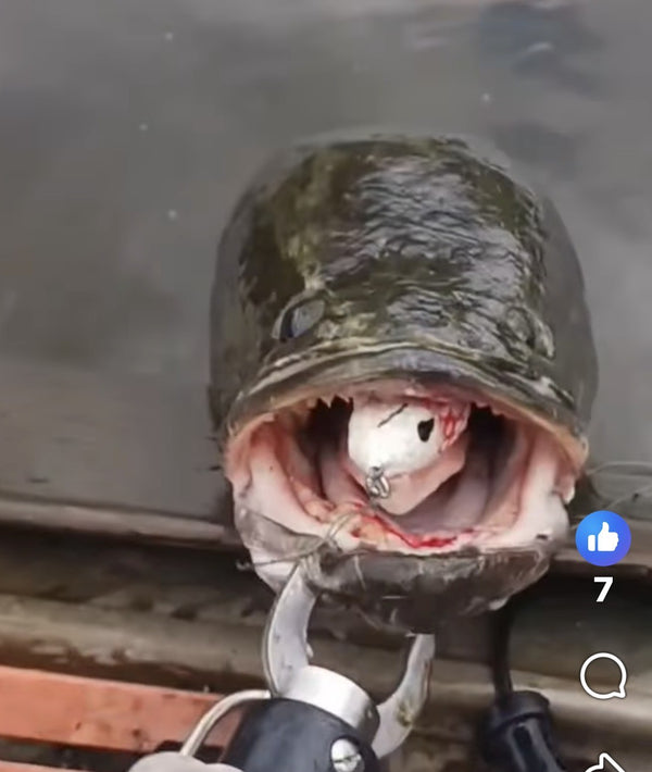 Beavercreek Lures catch photo