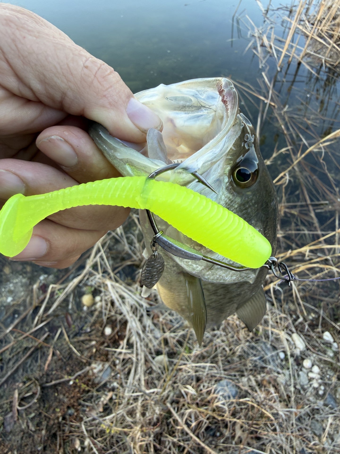 Big Mouth Bass